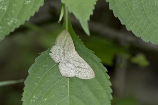 Vermutlich      Eckflügel - Kleinspanner      Scopula nigropunctata        ( Sachsen-Anhalt Juni 2020 )  