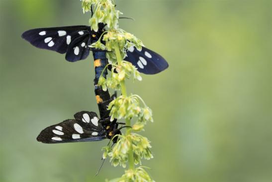 Weißfleck-Widderchen      Syntomis phegea        ( Sachsen-Anhalt Juni 2020 )  