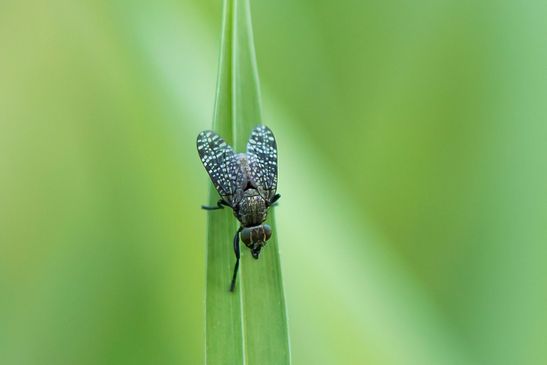 ( N )   Kussfliege       Platystoma seminationis          ( Brandenburg Mai 2026 ) 
