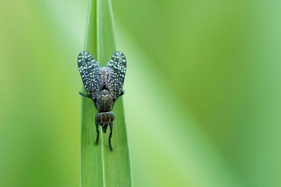 ( N )   Kussfliege       Platystoma seminationis          ( Brandenburg Mai 2026 ) 