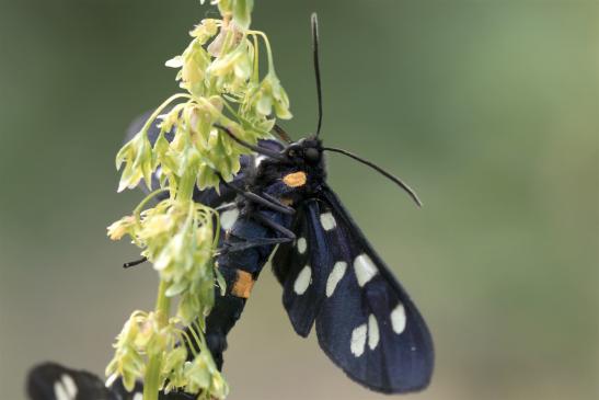 Weißfleck-Widderchen      Syntomis phegea        ( Sachsen-Anhalt Juni 2020 )  