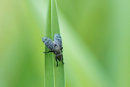 ( N )   Kussfliege       Platystoma seminationis          ( Brandenburg Mai 2026 ) 