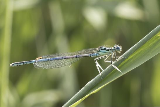 Blaue Federlibelle       Platycnemis pennipes      männlich ( Sachsen-Anhalt Juni 2020 )  