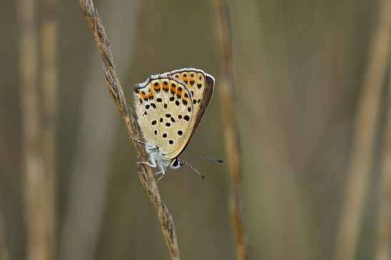Brauner Feuerfalter / Schwefelvögelchen         Lycaena tityrus        männlich          ( Brandenburg Juli 2026 )
