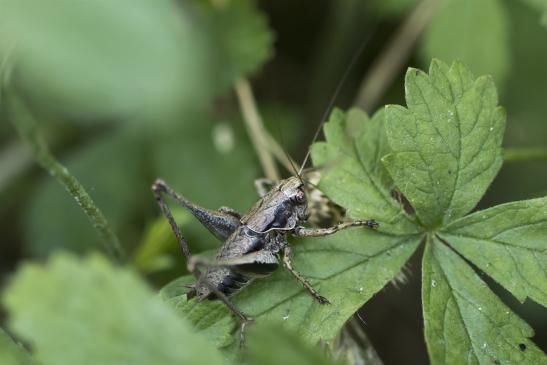 Gemeine Strauchschrecke      Pholidoptera griseoaptera      männlich      ( Sachsen - Anhalt Juli 2020 )   