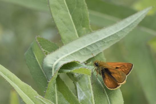 Rostfarbener Dickkopffalter     Ochlodes sylvanus     ( Sachsen-Anhalt Juni 2020 )  