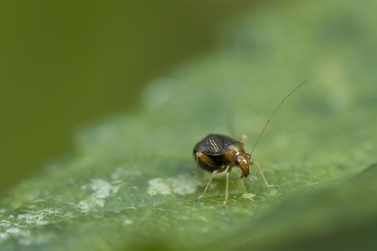 Gelbhals - Springwanze       Halticus luteicollis       ( Sachsen- Anhalt Juli 2020 )