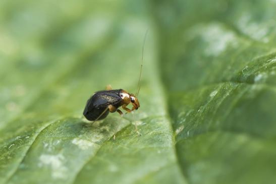 Gelbhals - Springwanze       Halticus luteicollis        ( Sachsen- Anhalt Juli 2020 )