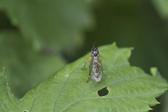 eventuell    Gestreifte Habichtsfliege      Dioctria linearis      ( Sachsen - Anhalt Juli 2020 ) 