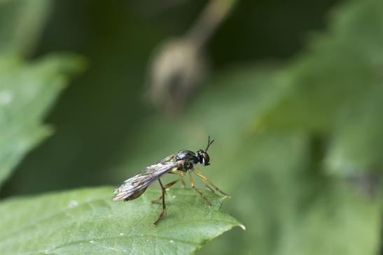 eventuell    Gestreifte Habichtsfliege      Dioctria linearis      ( Sachsen - Anhalt Juli 2020 )   