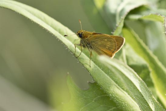 Rostfarbener Dickkopffalter     Ochlodes sylvanus     ( Sachsen-Anhalt Juni 2020 )  