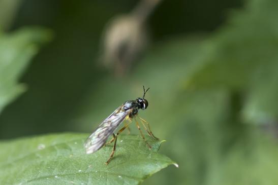 eventuell    Gestreifte Habichtsfliege      Dioctria linearis      ( Sachsen - Anhalt Juli 2020 ) 