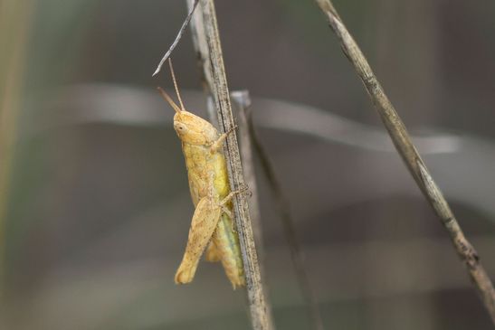 ( Brandenburg Juli 2026 )