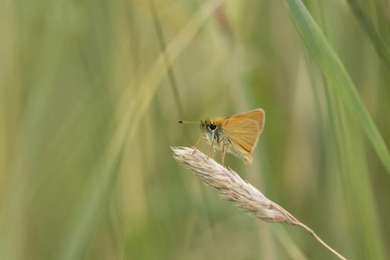 Schwarzkolbiger Braundickkopffalter  Thymelicus lineola     ( Sachsen-Anhalt Juni 2020 )  