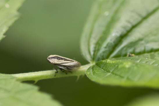 Wiesenschaumzikade      Philaenus spumarius      eine Farbvariation von etwa 20      ( Sachsen - Anhalt Juli 2020 )