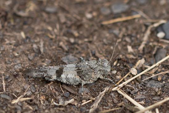  Blauflügelige Ödlandschrecke         Oedipoda caerulescens         ( Sachsen - Anhalt Juli 2023 )       