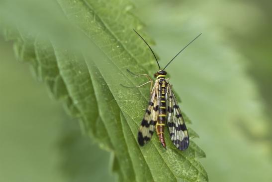 Gemeine Skorpionsfliege      Panorpa communis     weiblich      ( Sachsen - Anhalt Juli 2020 )