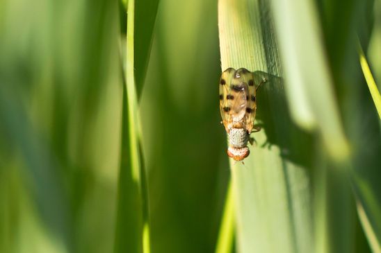 Schmuckfliege       kein deutscher Name bekannt        Melieria omissa         ( Sachsen - Anhalt  Mai  2026 ) 
