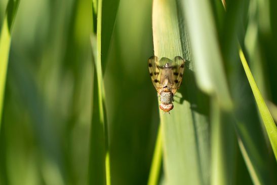 Schmuckfliege       kein deutscher Name bekannt        Melieria omissa         ( Sachsen - Anhalt  Mai  2026 ) 