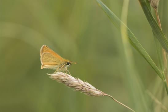 Schwarzkolbiger Braundickkopffalter     Thymelicus lineola    ( Sachsen-Anhalt Juni 2020 )  