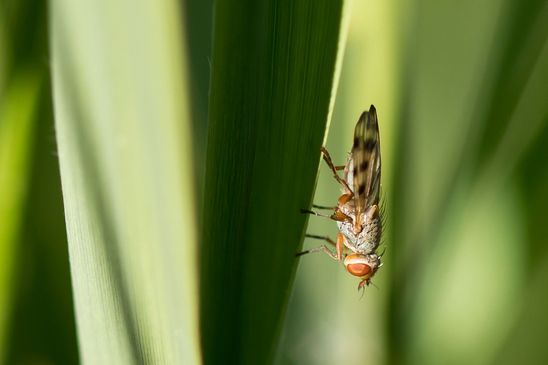Schmuckfliege       kein deutscher Name bekannt        Melieria omissa         ( Sachsen - Anhalt  Mai  2026 ) 