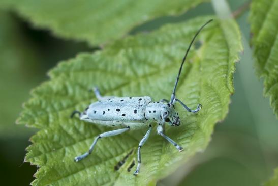 Vielpunktierter Pappelbock       Saperda punctata      ( Sachsen - Anhalt Juli 2020 )