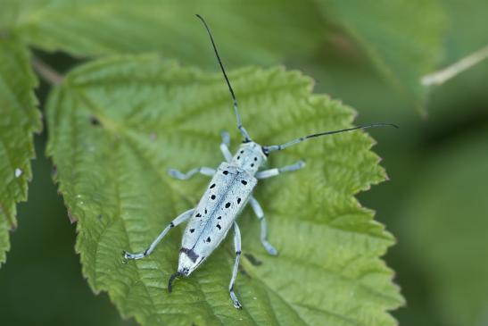 Vielpunktierter Pappelbock       Saperda punctata      ( Sachsen - Anhalt Juli 2020 )