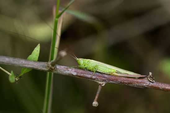 Langflügelige Schwertschrecke       Conocephalus fuscus      Weiblich          ( Sachsen - Anhalt Juli 2023 )