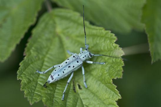 Vielpunktierter Pappelbock       Saperda punctata      ( Sachsen - Anhalt Juli 2020 )