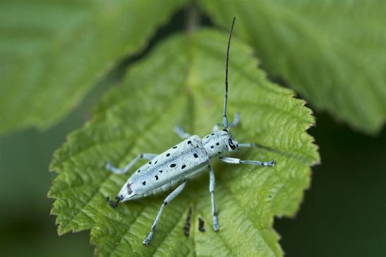 Vielpunktierter Pappelbock       Saperda punctata      ( Sachsen - Anhalt Juli 2020 )