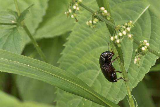 Getreidelaufkäfer     Zabrus tenebrioides     ( Sachsen-Anhalt Juni 2020 )