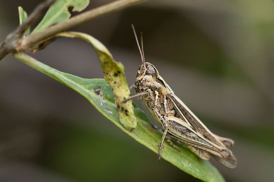 noch unbestimmt          ( Sachsen - Anhalt Juli 2023 ) 