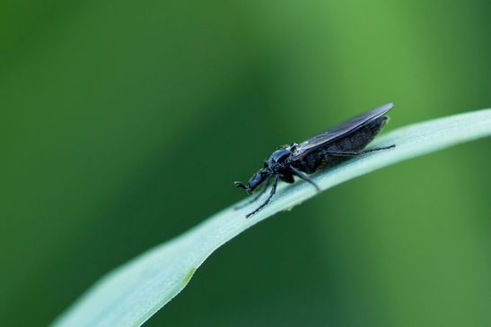 Dunkelflügelige   Haarmücke    Dilophus febrilis      weiblich      ( Sachsen - Anhalt  April  2025 )