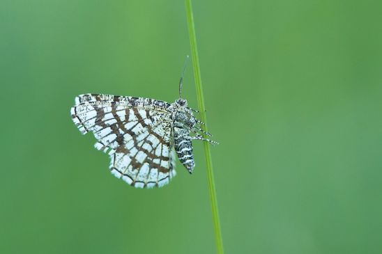 Klee - Gitterspanner          Chiasmia clathrata           ( Sachsen-Anhalt Mai 2026 )