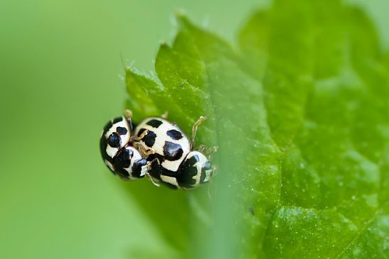Vierpunkt - Marienkäfer, Schachbrett - Marienkäfer, Schwarzgefleckter Marienkäfer        Propylea quatuordecimpunctata         ( Sachsen - Anhalt  April 2025 )