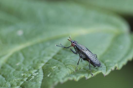 Melierte Schneckenfliege      Coremacera marginata      ( Sachsen - Anhalt Juli 2020 )  