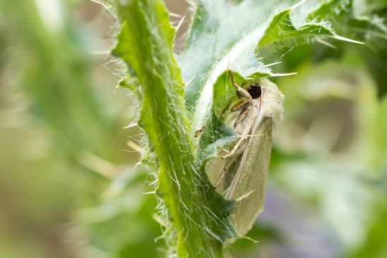 Grüneule        Calamia tridens           ( Sachsen - Anhalt Juli 2023 )