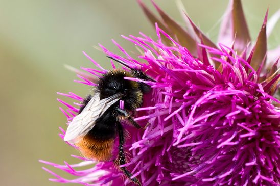 Steinhummel        Bombus lapidarius         männlich        ( Sachsen - Anhalt Juli 2023 )