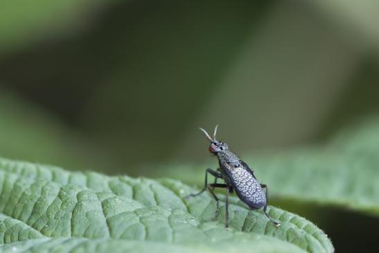 Melierte Schneckenfliege      Coremacera marginata      ( Sachsen - Anhalt Juli 2020 )  