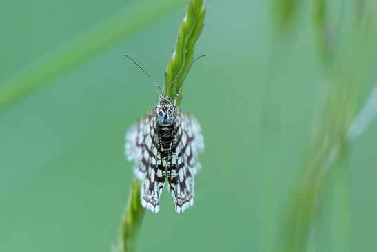 Klee - Gitterspanner          Chiasmia clathrata           ( Sachsen-Anhalt Mai 2026 )