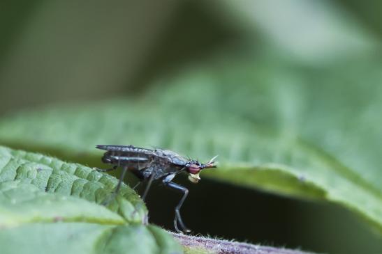 Melierte Schneckenfliege      Coremacera marginata      ( Sachsen - Anhalt Juli 2020 )  