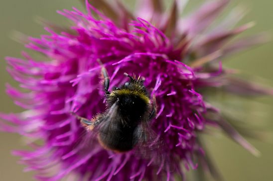 Steinhummel        Bombus lapidarius         männlich        ( Sachsen - Anhalt Juli 2023 )