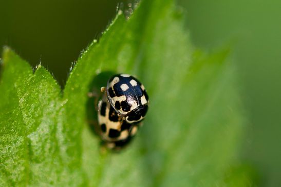  Vierzehnpunkt - Marienkäfer, Schachbrett - Marienkäfer, Schwarzgefleckter Marienkäfer         Propylea quatuordecimpunctata         ( Sachsen - Anhalt  April 2025 )
