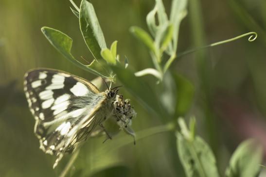 Schachbrett     Melanargia galathea     ( Sachsen-Anhalt Juli 2020 )