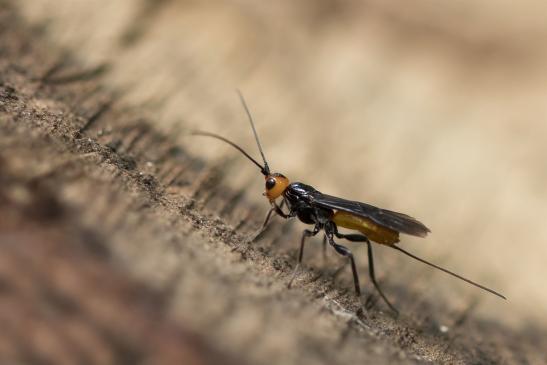 ev.       Marienkäfer - Brackwespe      Dinocampus coccinellae     ( Sachsen - Anhalt Juli 2020 )      