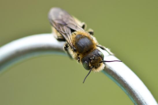 noch nicht bestimmt        ev. Mohn - Mauerbiene  Osmia papaveris ???      ( Sachsen - Anhalt  Juli   2021 )       