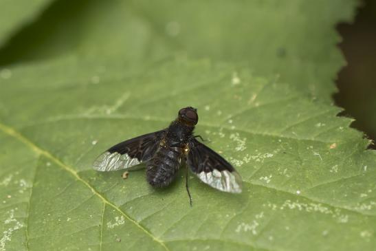 Schweber      kein deutscher Name bekannt      Hemipenthes morio       ( Sachsen - Anhalt Juli 2020 )   