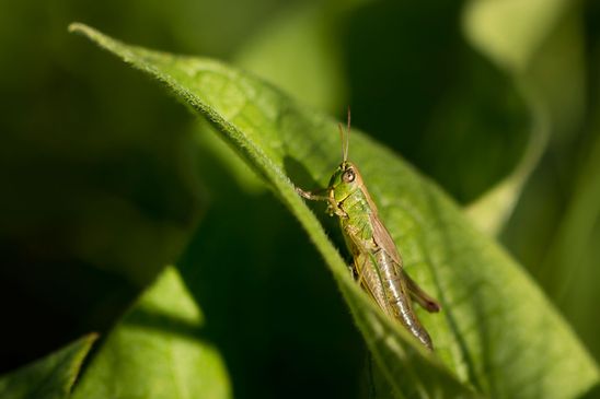 Gemeiner Grashüpfer     Pseudochorthippus parallelus             ( Sachsen-Anhalt Juli 2023 )
