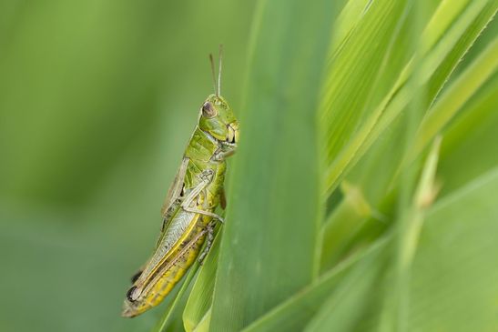 noch unbestimmt          ( Sachsen - Anhalt Juli 2023 ) 
