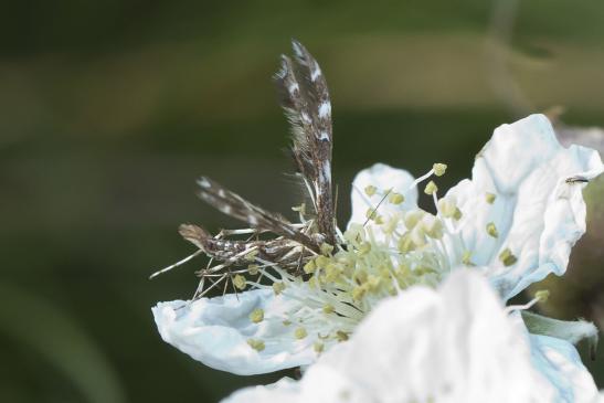  Federmotte     Capperia britanniodactylus    ( Sachsen-Anhalt Juli 2020 )